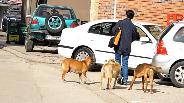 Psi lutalice u Priboju