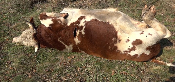 Ustreljen bik u blizini manastira Uvac
