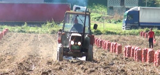 Žunići iz Prijepolja proizvodnjom krompira bave se više decenija