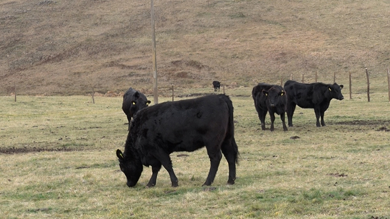 Farma angus goveda na Zlatiboru