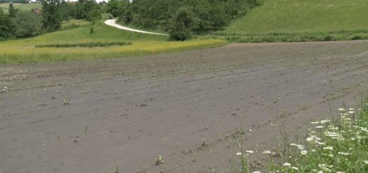 Uništen kukuruz u Ribaševini