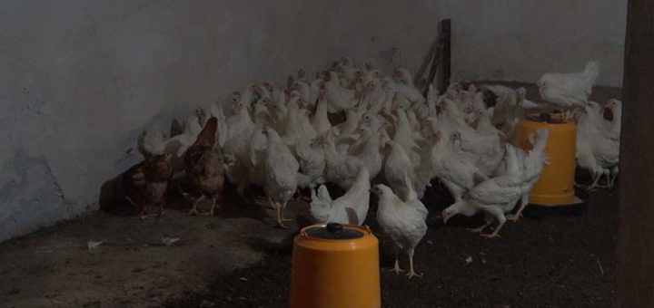 Proizvodnja organskih kokošaka u Poljoprivrednoj školi