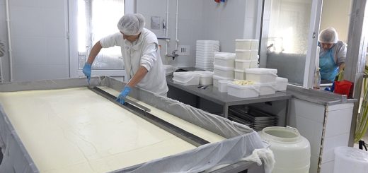 Proizvodnja organskog mleka u mlekari Naša Zlatka