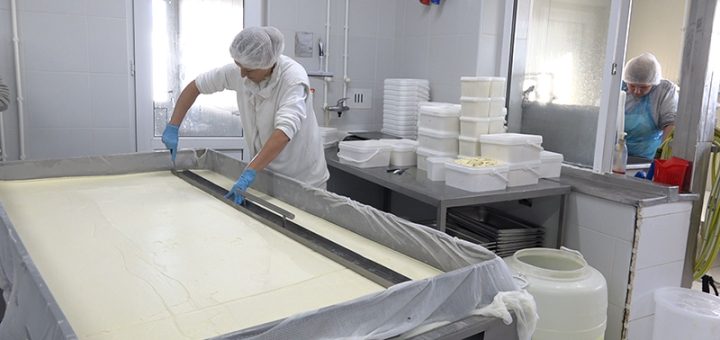 Proizvodnja organskog mleka u mlekari Naša Zlatka